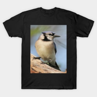 Blue Jay Side Pose T-Shirt